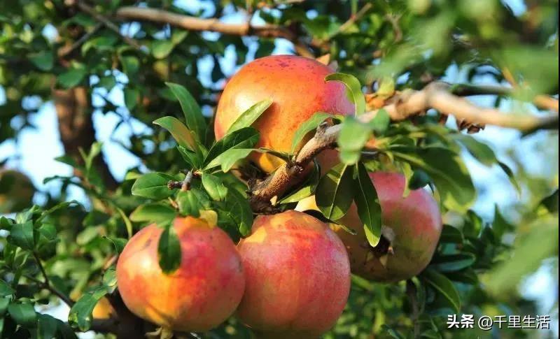 突尼斯软籽石榴和河阴石榴的区别,正宗原产地突尼斯第一名软籽石榴