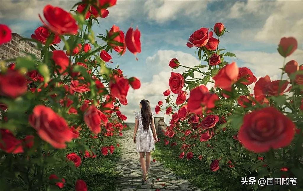 五月的玫瑰小说,五月的玫瑰情书