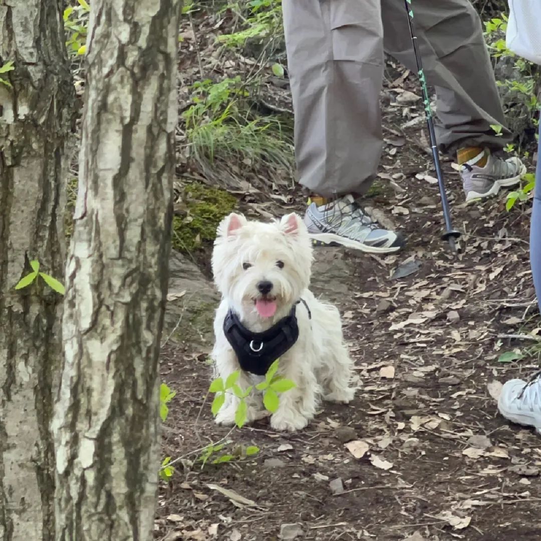 带可爱白狗出门路人反应,带小白狗上班