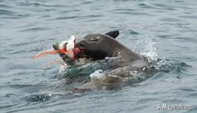 凶残的动物捕猎现场,盘点动物捕猎瞬间的迷惑行为