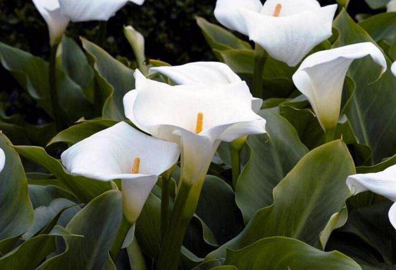 马蹄莲怎么养才能开花呢视频,水培马蹄莲花朵发黄焦边干枯