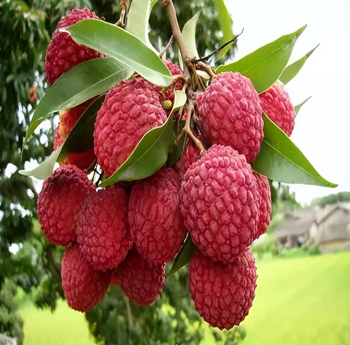 2020年灵山荔枝采摘地点,广西灵山荔枝现摘现吃