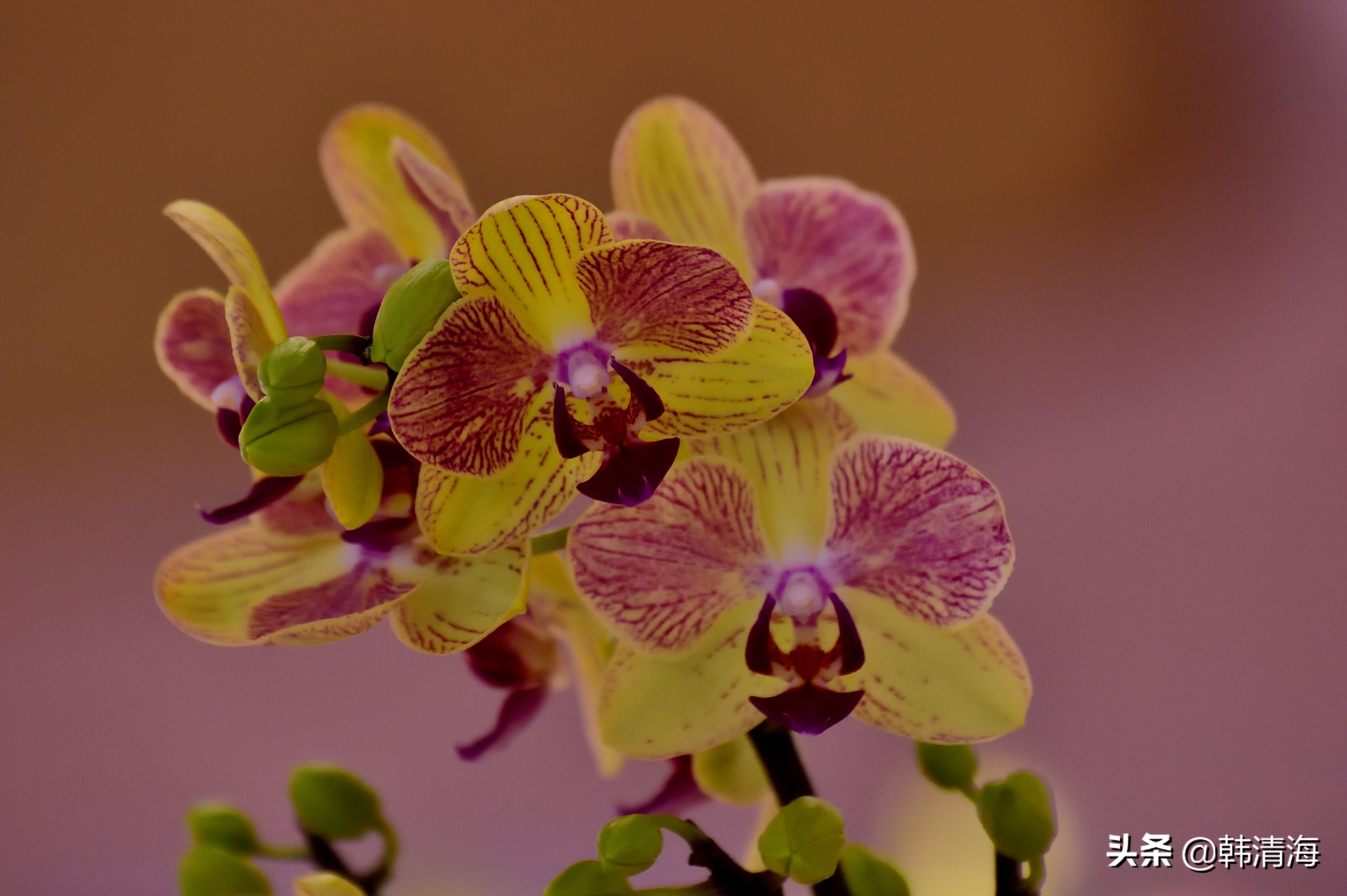 花香满屋真假自辩