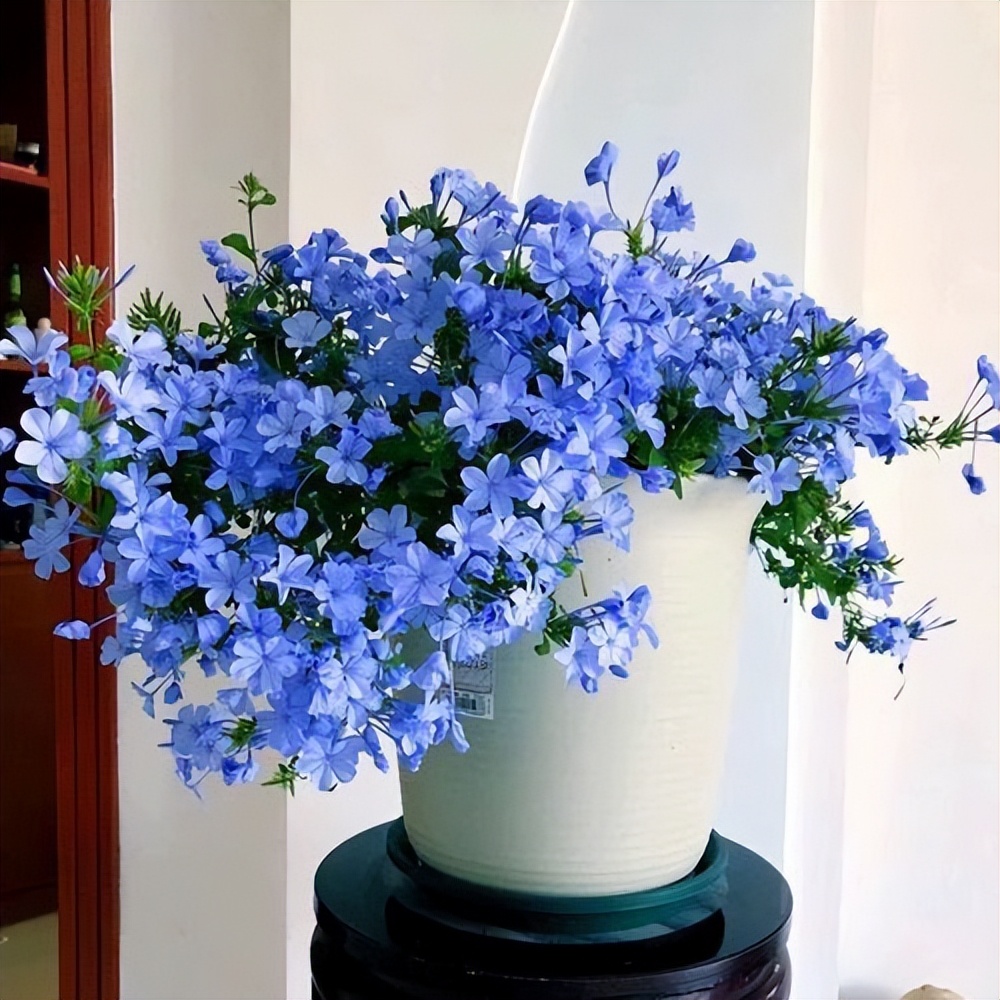 养花什么花是喜酸的,喜酸的花怎么养