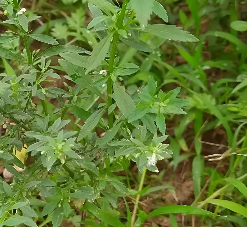 人称“感冒草”，村里村外有不少，识货的人会挖走它，十分珍贵！