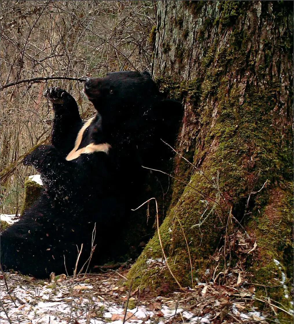 被黑熊袭击为什么这么严重,男子家中遭黑熊袭击徒手击退黑熊