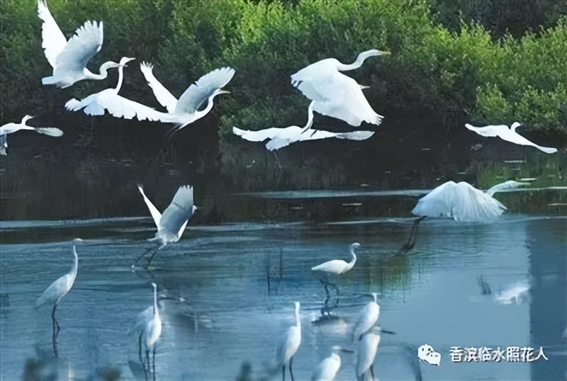 ​「五年级作文“我的心爱之物”」姜奕西《小猫》（二十四）