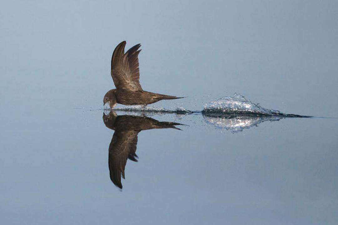雨燕在空中边飞边睡的视频,雨燕是怎么边飞边睡的