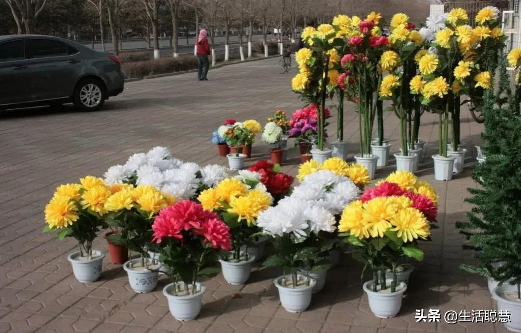 年前买花卉要“买陈不买新”