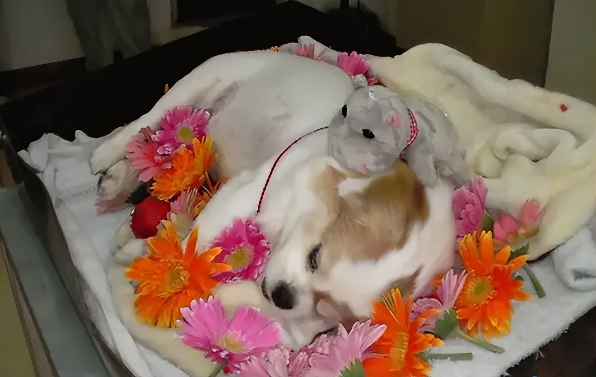 城市狗狗死了丢哪里,家里的狗狗死了埋在哪里