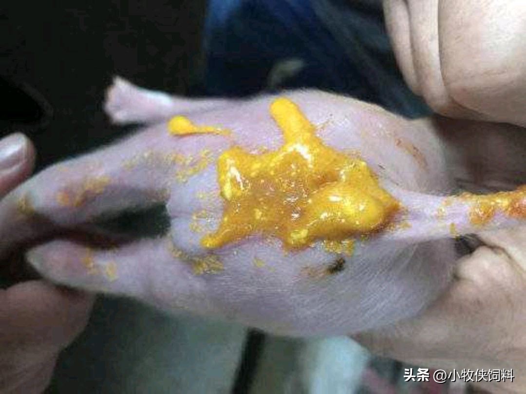 仔猪拉黄色稀屎怎么回事,仔猪拉黄屎是怎么回事