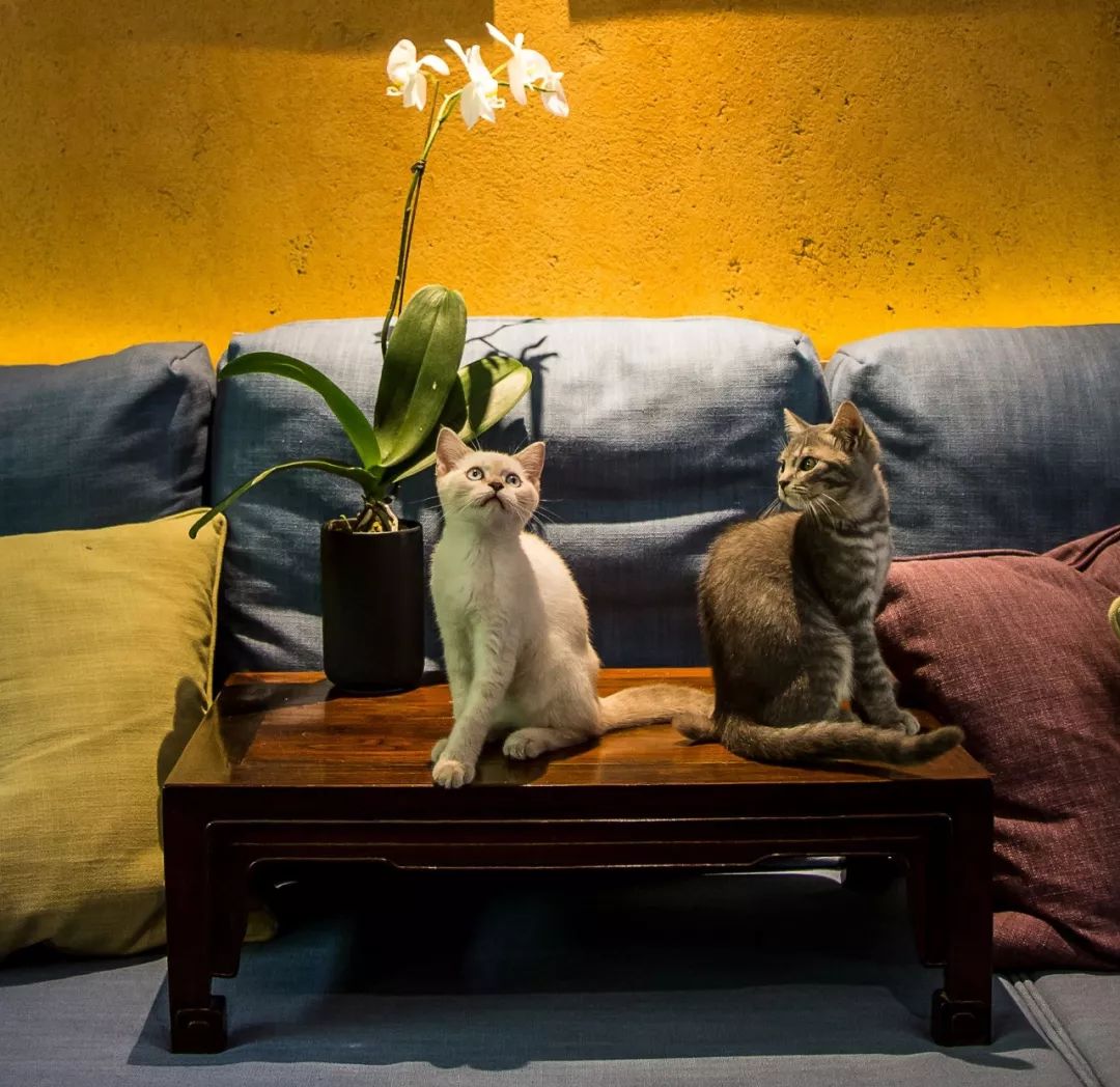 南昆山木舍品牌10号民宿价格,广东惠州南昆山田园山溪民宿推荐