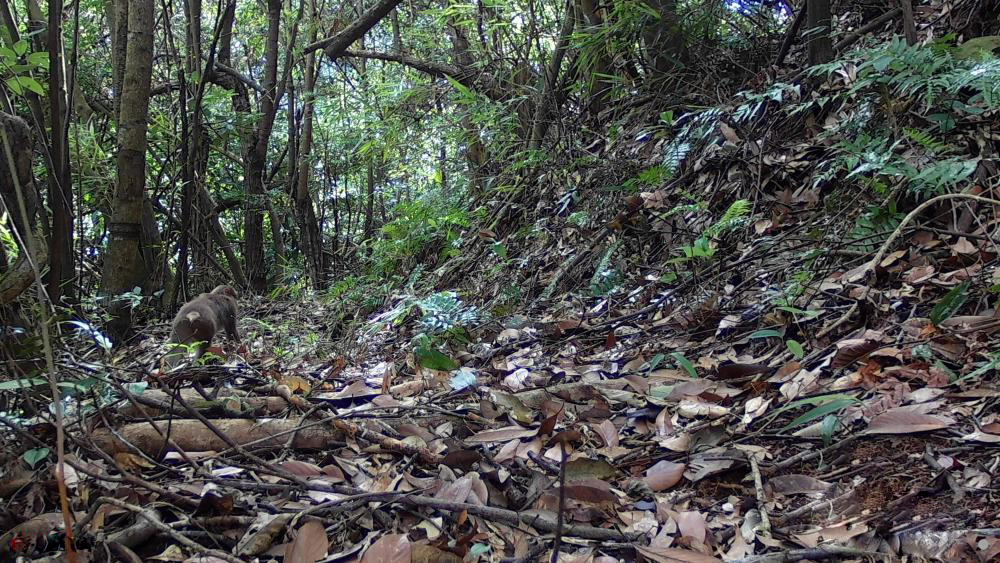 骞夸笢娣卞北鍙戠幇鐭崇尨,骞夸笢澶у北鍙戠幇鐭崇尨