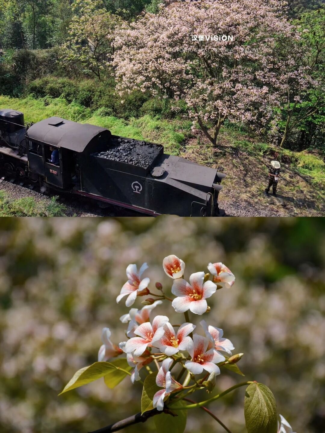 成都芍药花海景区,成都市内芍药花海