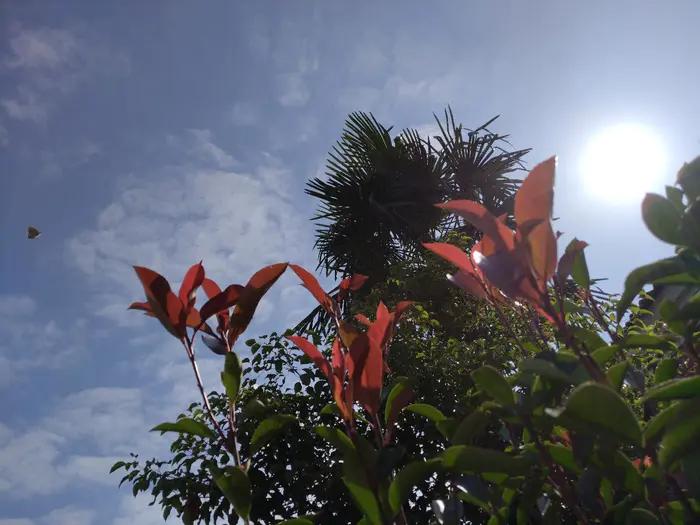 红叶石楠树篱怎么养护,红叶石楠树篱