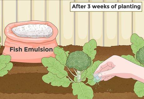 日本垄断的西兰花,西兰花种子垄断