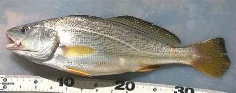 硬骨鱼纲鲈形目石首鱼科尽是好吃的海鱼啊!其中大小黄鱼最有名了