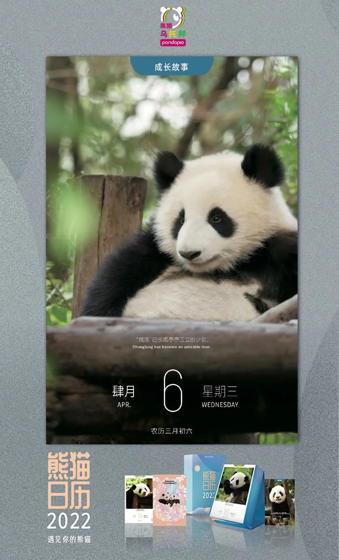 真正的熊猫和实际上的熊猫,最黑的熊猫是什么样子