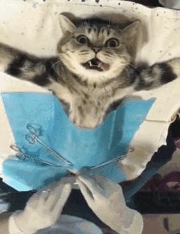 割吗?割啊!我在割包皮的医院走廊,唱完整首孤勇者