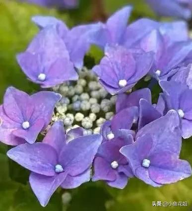 有一种花很好看但是很臭,名字很难听却很漂亮的花