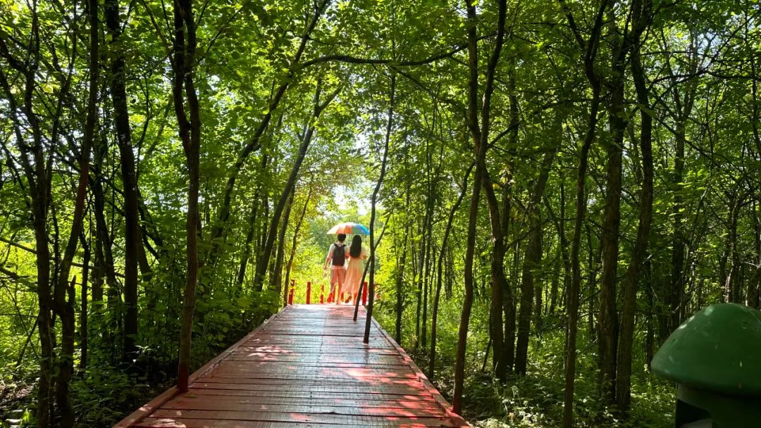 凤凰山一天旅游攻略,不虚此行凤凰山