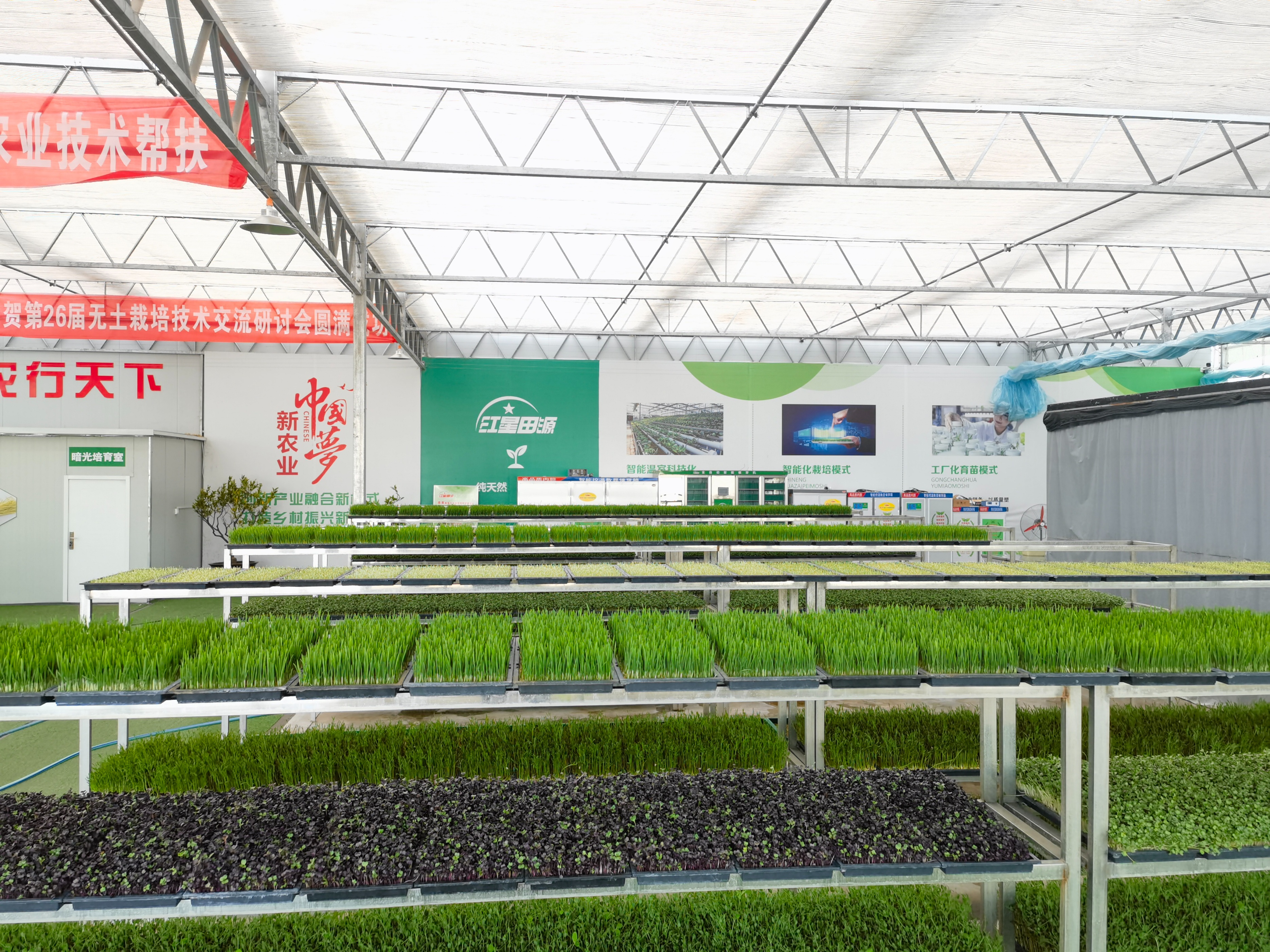 芽苗菜在全国的销售情况,芽苗菜销售平台