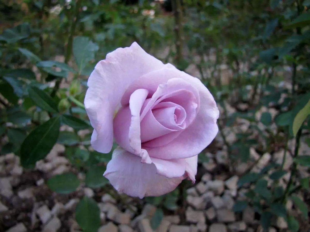 香水月季10款推荐,香水月季花品种大全图片