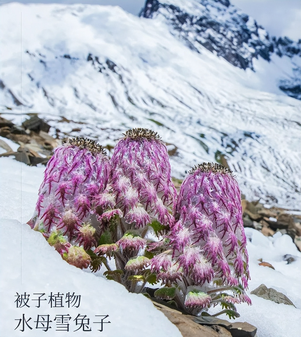 高原雪兔作用,水母雪兔用途有哪些