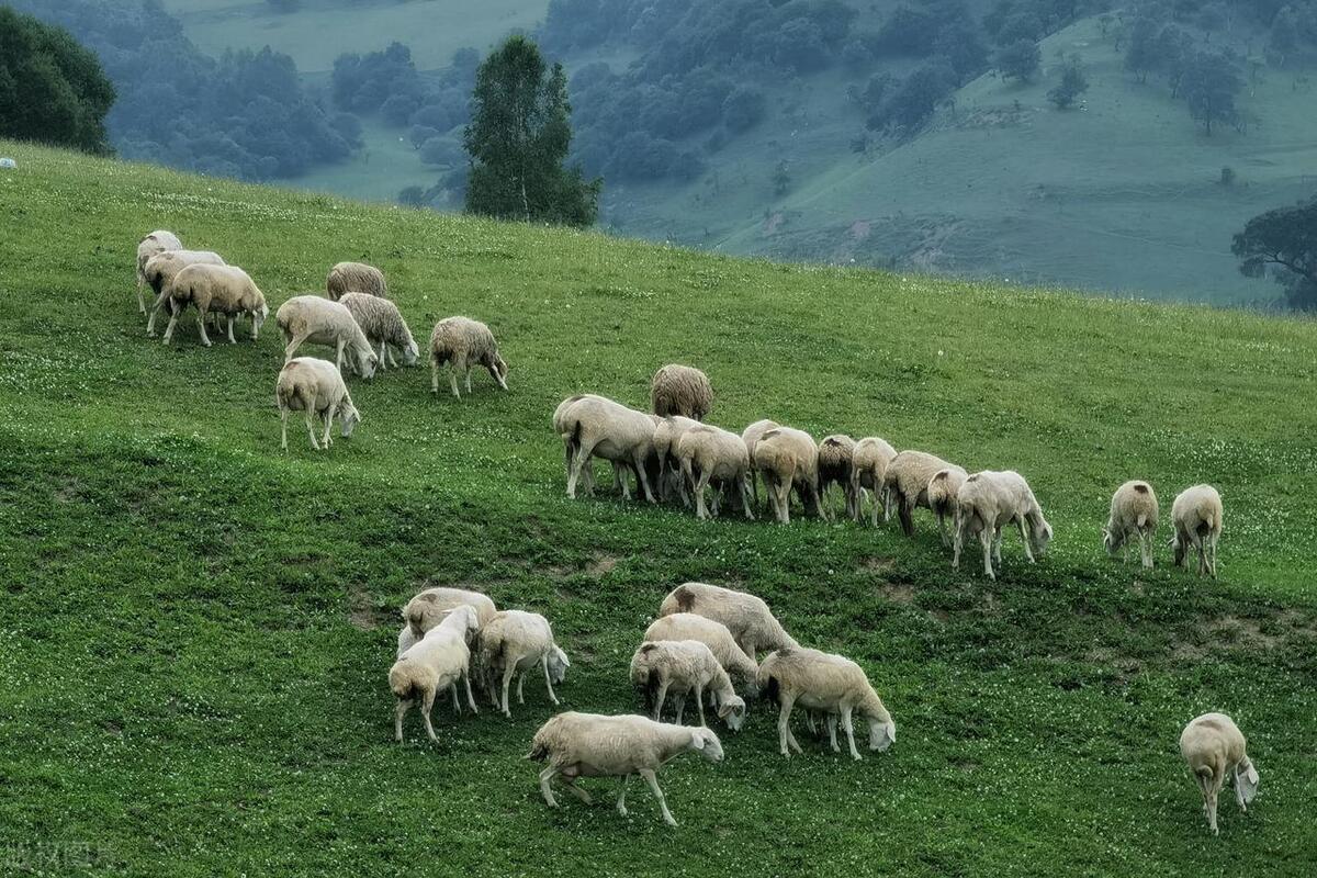畜牧业价格行情看哪个网站,饲养牛羊价格走势预测表