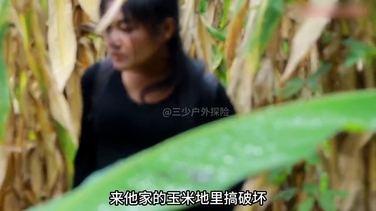 泰国美女制作陷阱,捕获野鸡和虎斑#国外合法狩猎