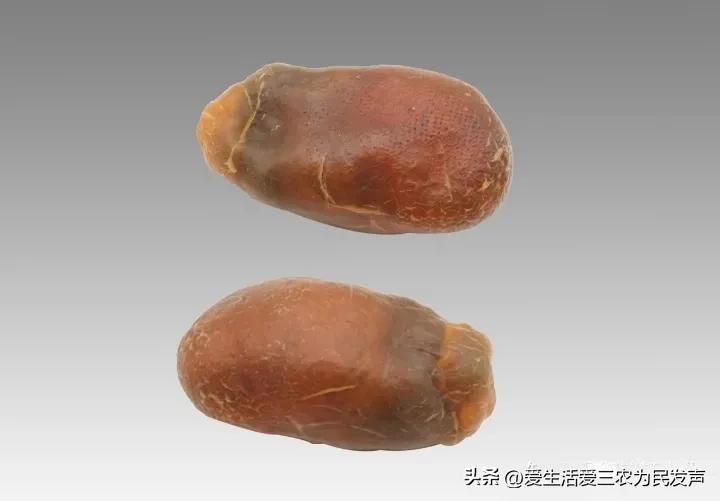 公鸡和母鸡的鸡宝哪个最值钱,鸡宝是在母鸡身上还是公鸡身上