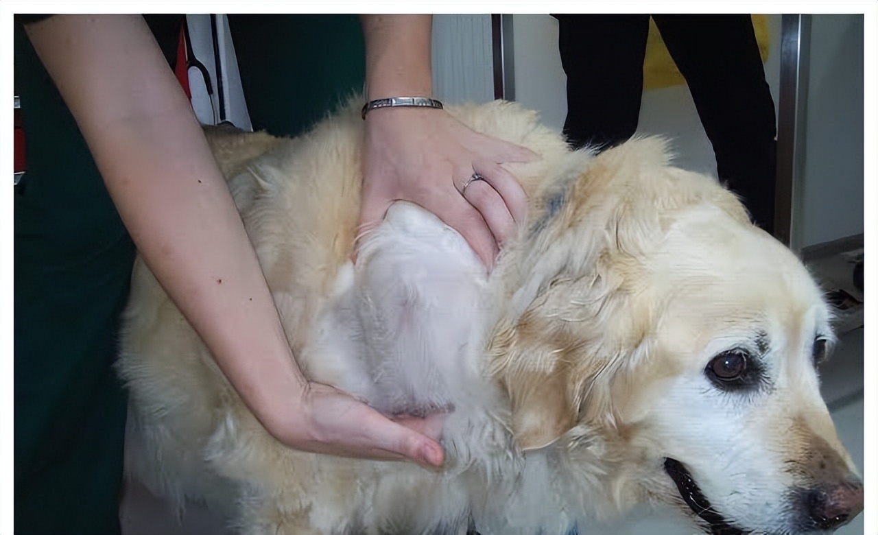 狗狗年纪大了得乳腺肿瘤需手术吗,狗狗tvt肿瘤切除多久会复发