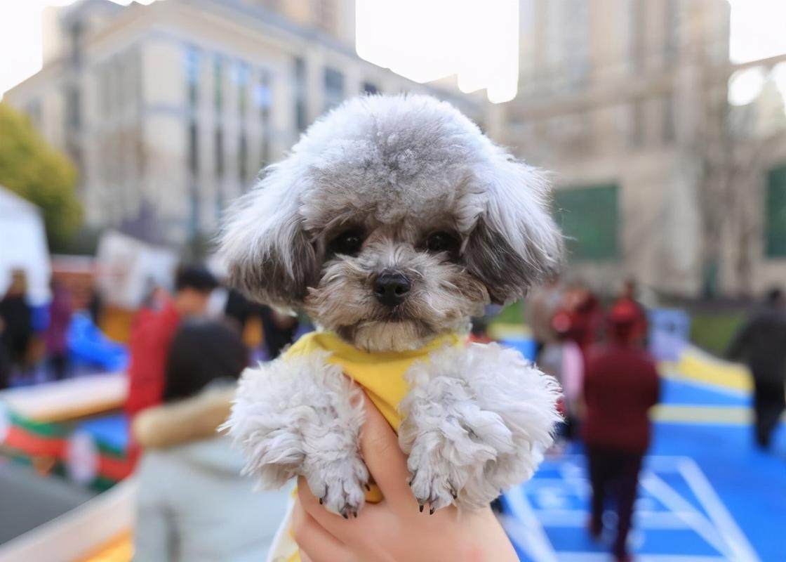 哪几种狗狗适合新手家养,最适合新手养的狗狗十大排行榜