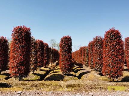 22年前,森禾从美国引进红叶石楠,一年小苗就卖了4亿元