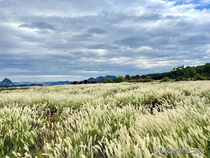 广州出发-英德1天游，美拍狗尾巴草，打卡巧克力小镇，千亩茶园