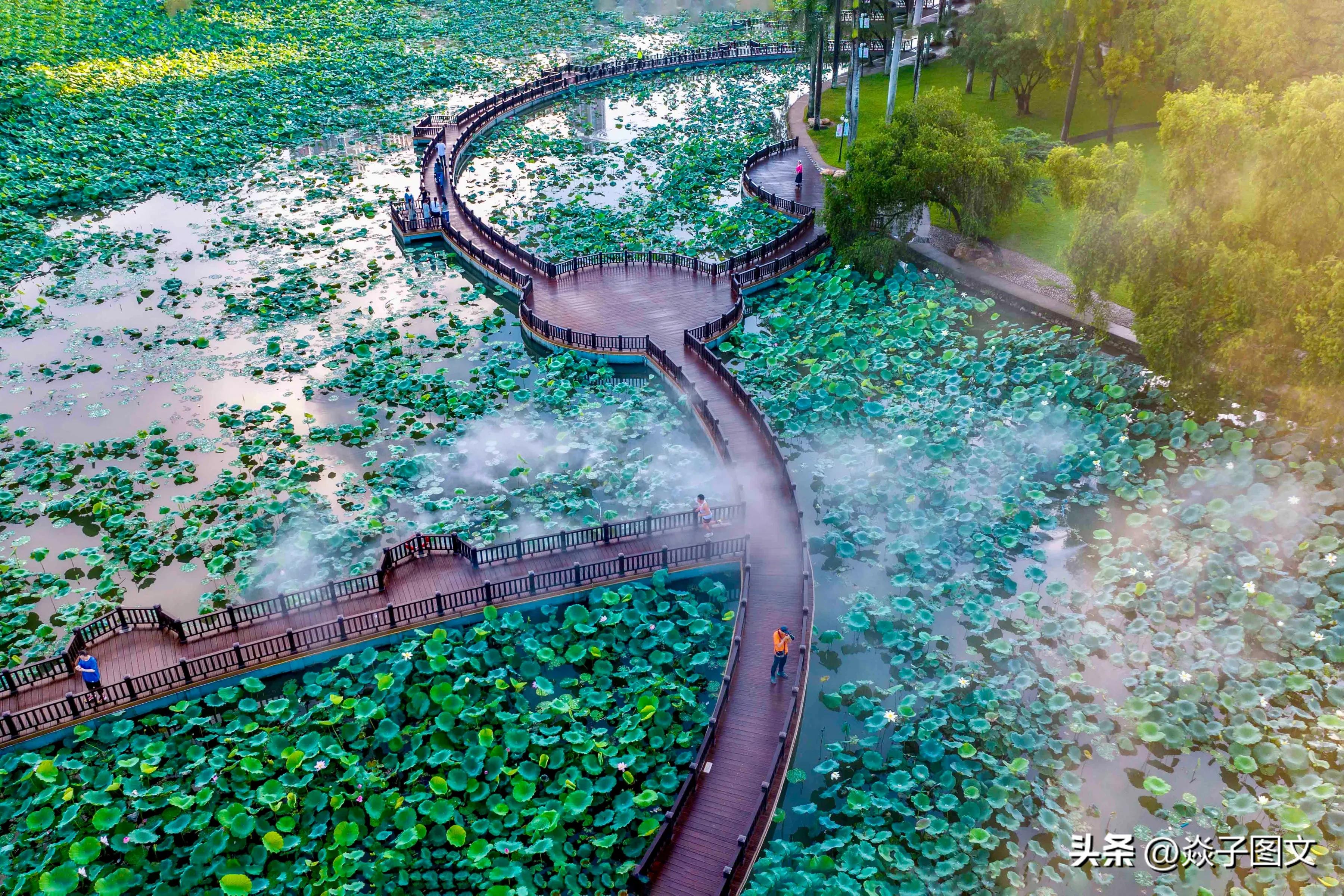不嫁春风的俏“姑娘”，美爆了深圳这一湖一园