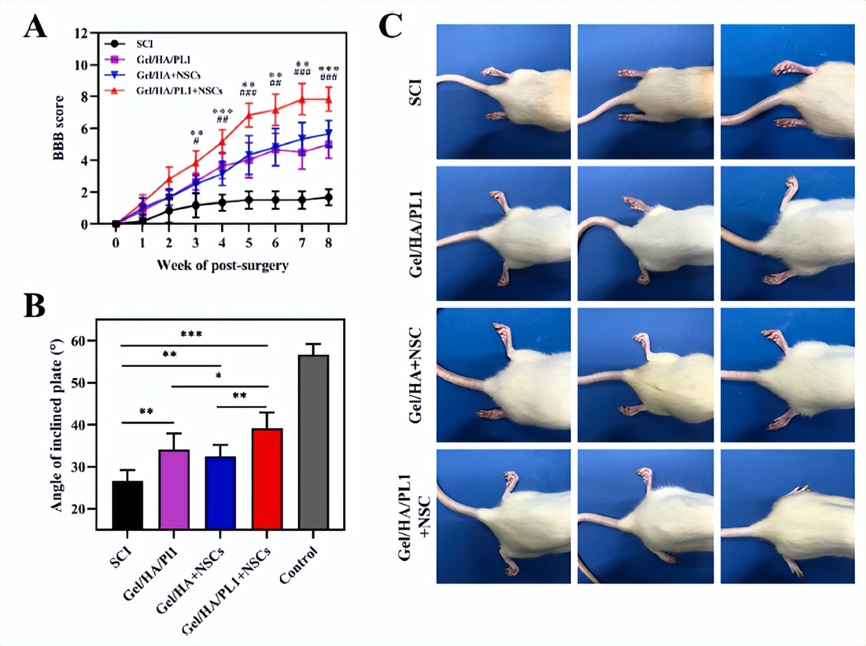 3D打印导电神经支架为脊髓损伤修复提供新策略|科技导报