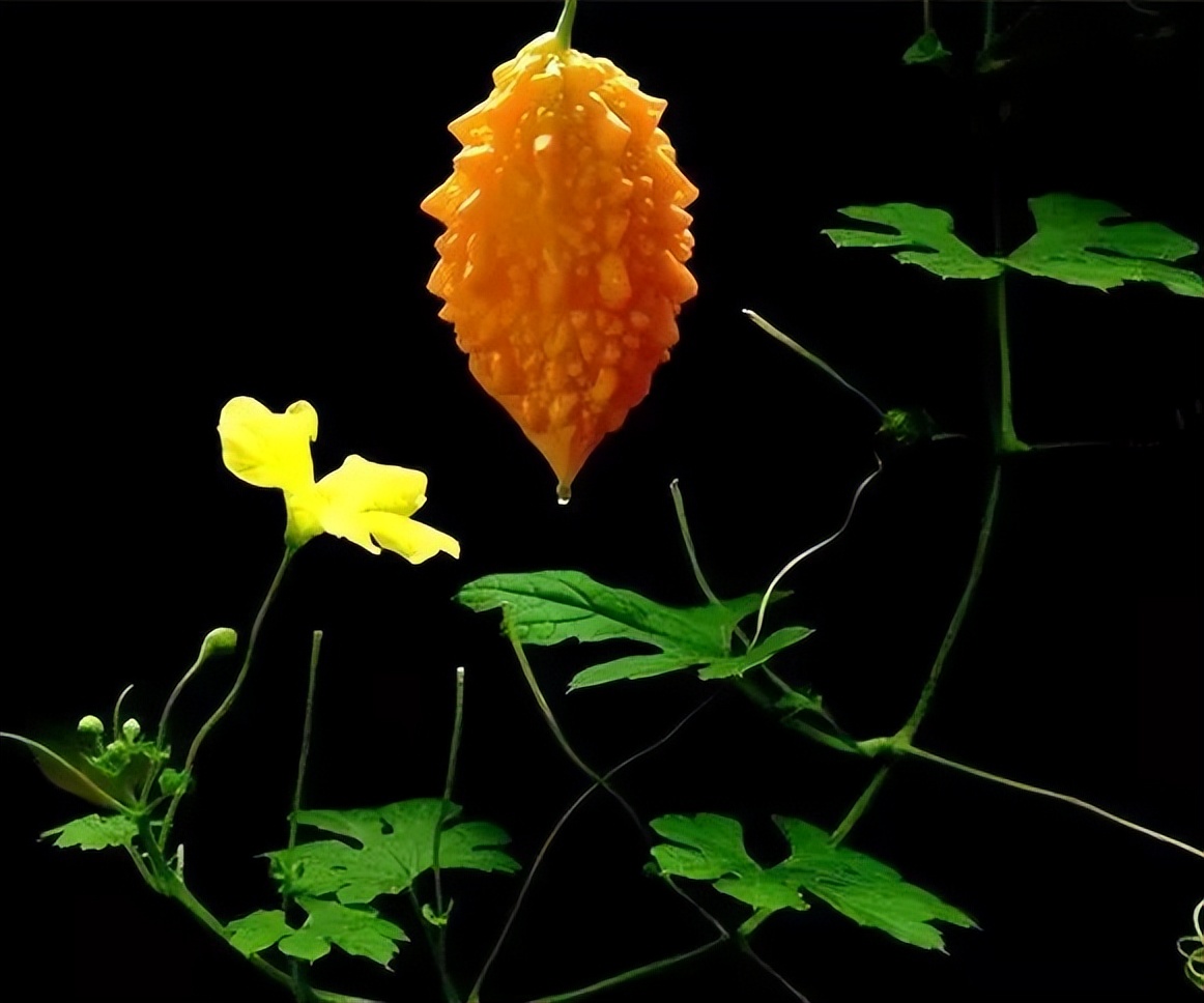 经常觉得嘴里苦还臭怎么治,嘴巴好苦是不是上火了