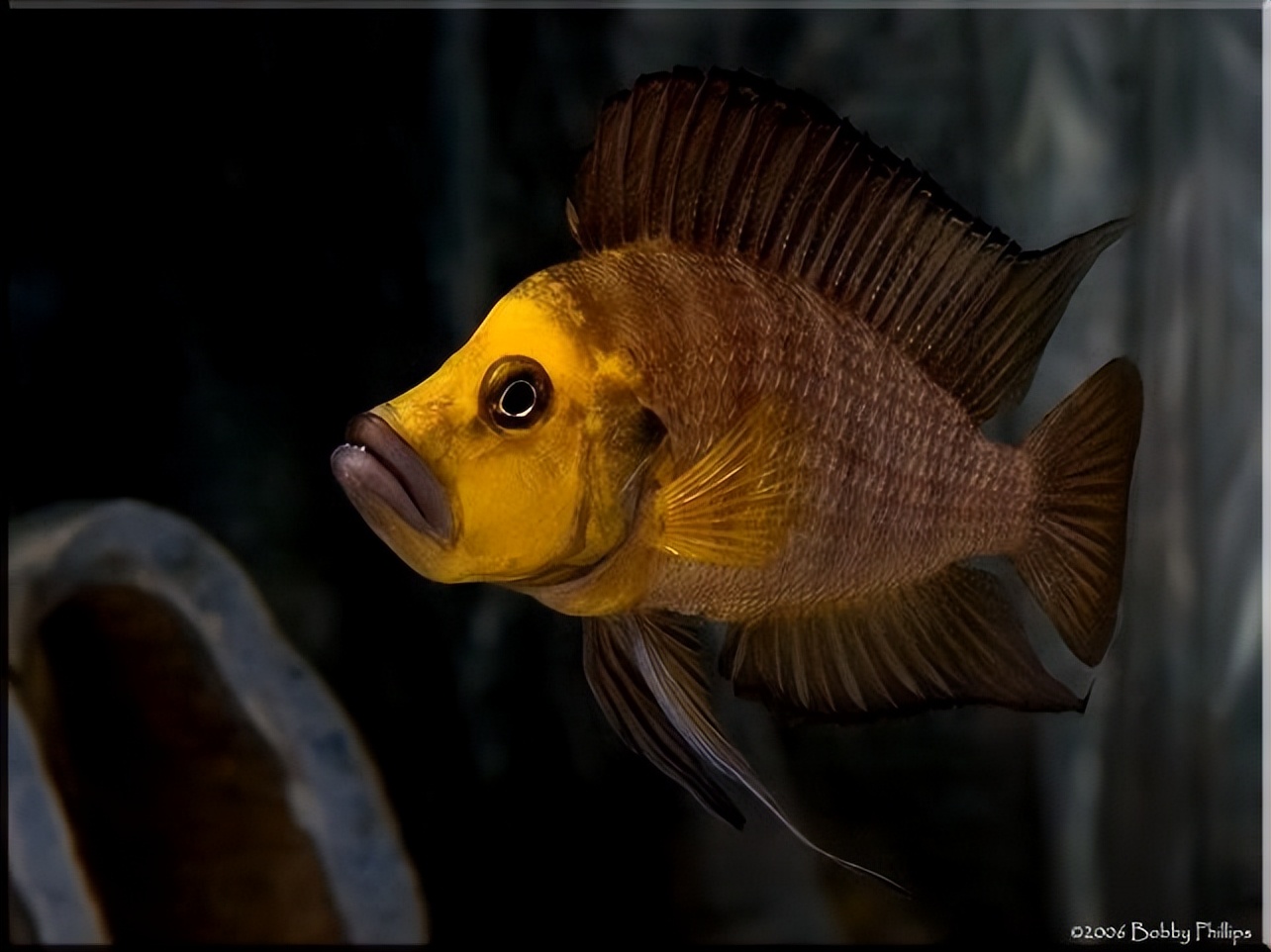 珍珠虎慈鲷配对技巧,三湖珍珠虎造景