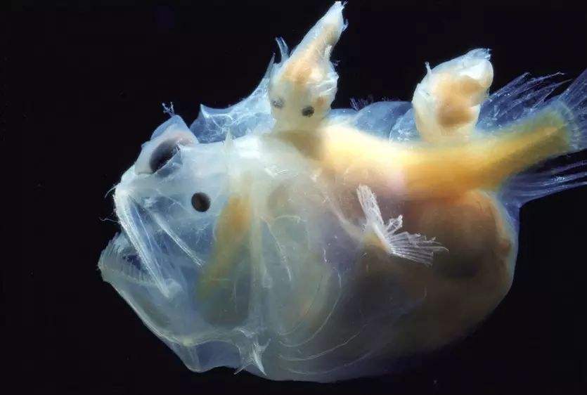 最长一天交配14个小时，有些动物交配完就会死，为何还乐此不疲？