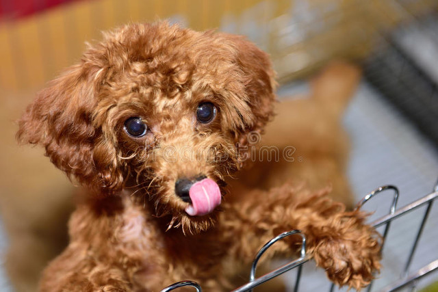泰迪犬和田园犬的混合犬,泰迪狗跟仓鼠的生活