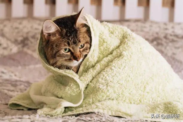 猫咪有皮屑是怎么回事,猫咪有轻微皮屑怎么回事