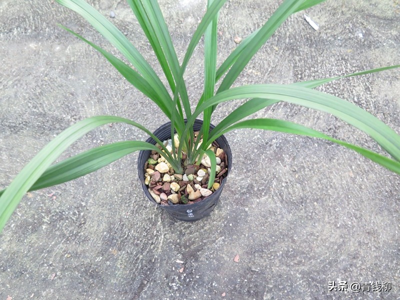 建兰如何分辨品种,如何挑选好兰苗