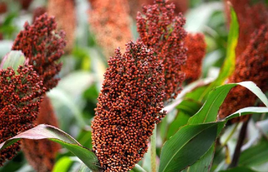 涓轰粈涔堝崠鏁ｉ厭,楂樹环閰掕窡浣庝环閰掓槸鏅哄晢绋庡悧