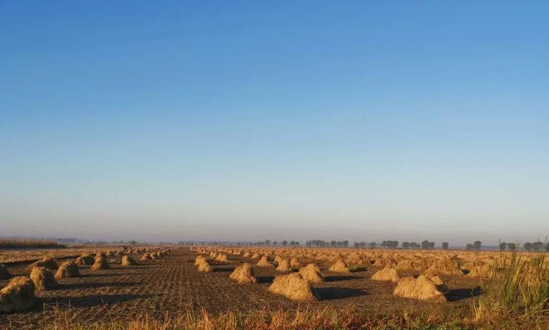 怎么辨认真正五常大米,五常大米稻花香2号如何辨别真假