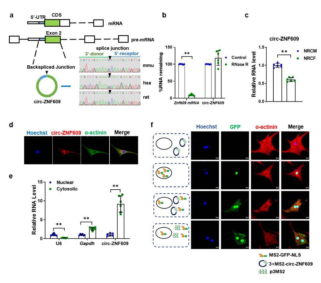 缺血性心脏病能治好么,心肌缺血再灌注诊断和治疗指南