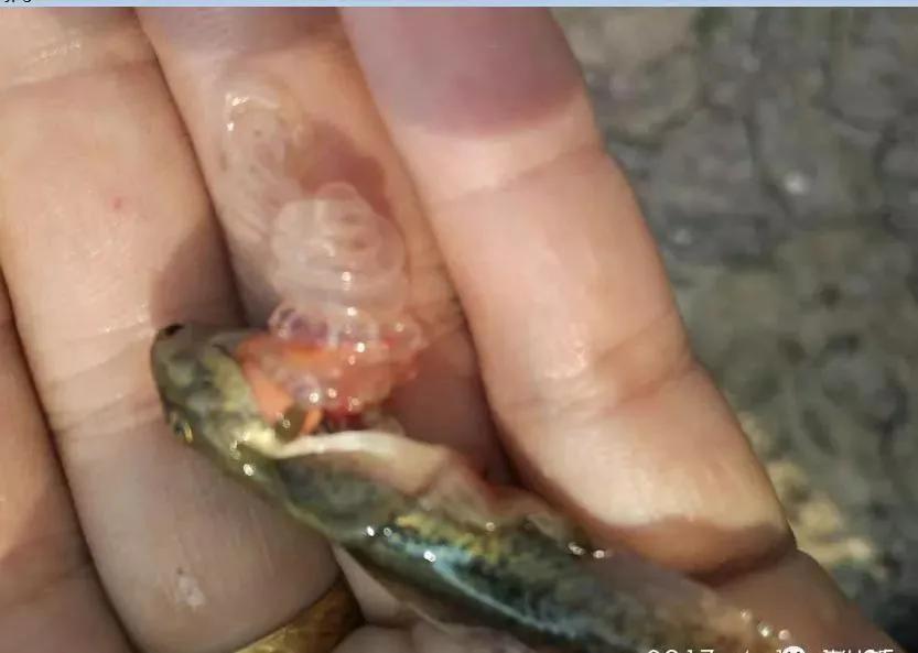 蝌蚪气泡病刚好可以喂食吗,蝌蚪气泡病一亩下多少盐