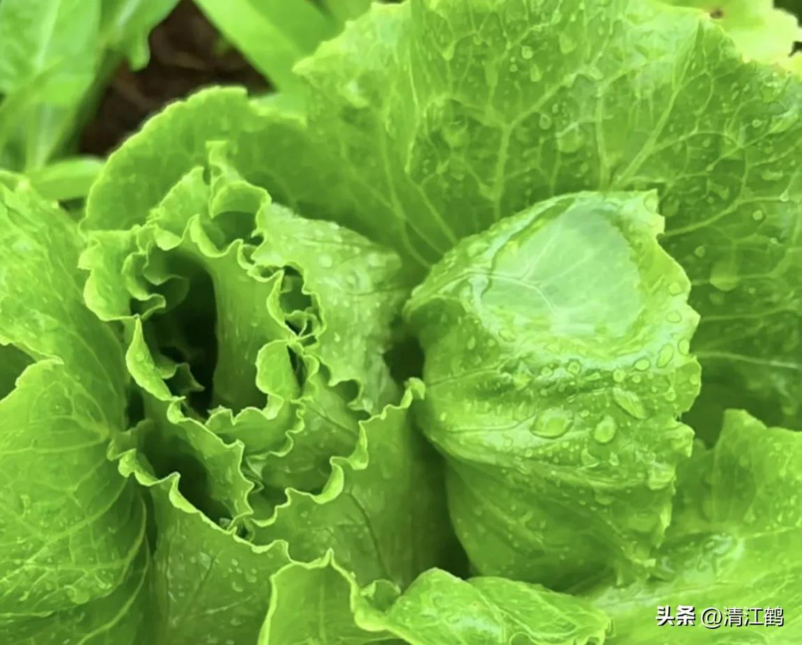 各种保鲜剂防腐剂的用法,赤霉素保鲜