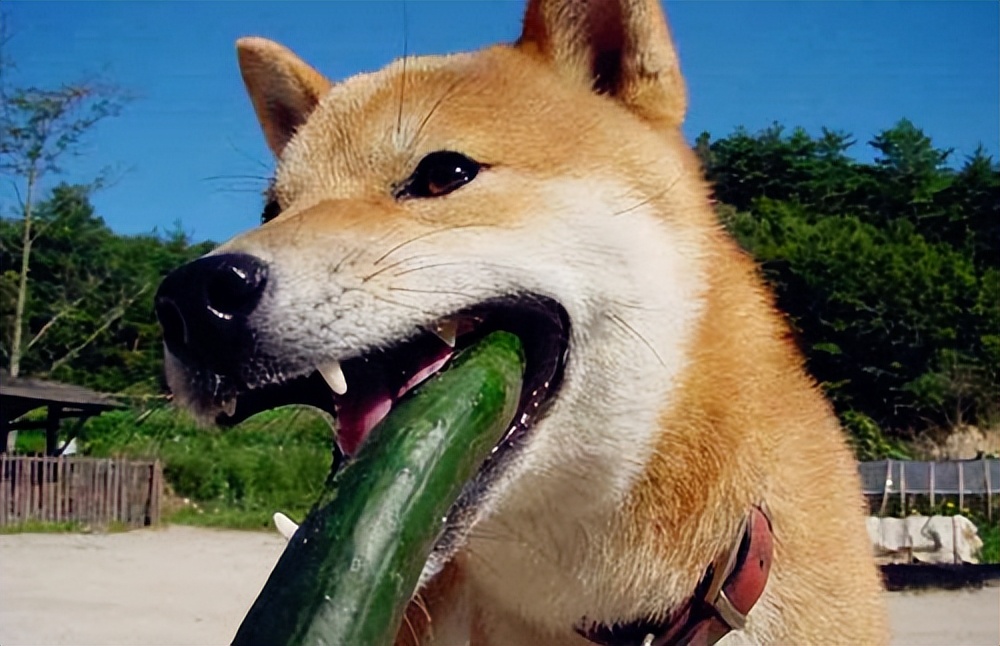 柴犬十大禁忌人群,日本柴犬十大禁忌