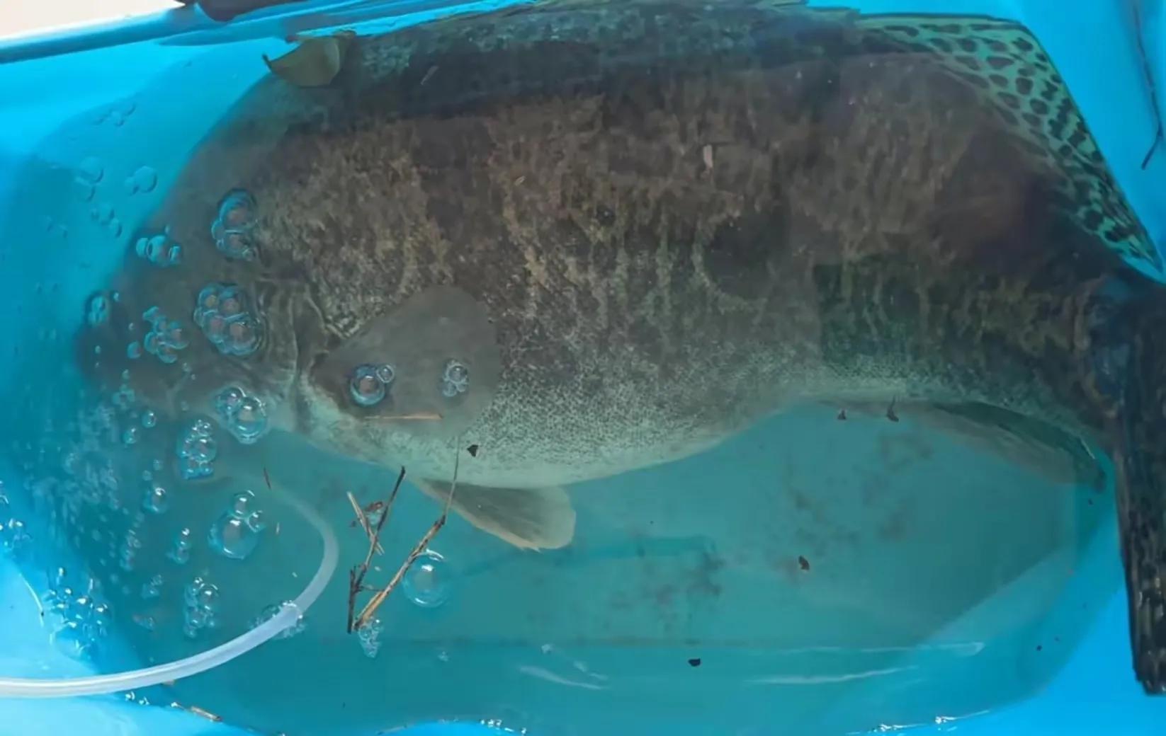 鳜鱼吃跟自己体型一样大的鱼,鳜鱼为什么不吃很小的鱼